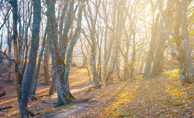 autumn beech forest covered by red dry leaves in light of sparkle sun