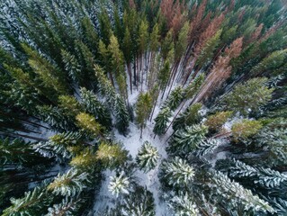 Aerial view of a snow-covered winter forest with green and reddish-brown coniferous trees