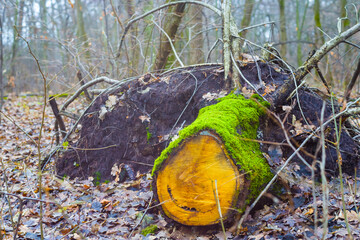 calm autumn forest glade with tree log covered by red dry leaves