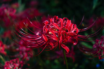 An extreme close-up of a glossy red spider lily, sharply focused against a soft, dark, blurred background. Rich color and elegant detail are highlighted.