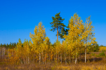 birch tree grove  among prairies under blue sky, outdoor scene at the bright autumn day