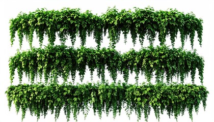 Lush, green ivy cascades down in three layered rows