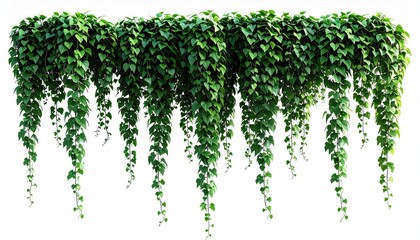 Trailing dense green ivy, hanging down