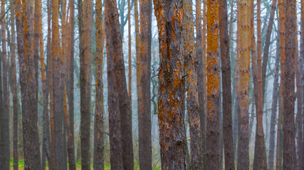closeup pine tree forest natural background © Yuriy Kulik