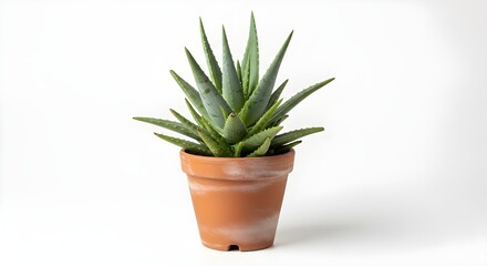 A tall potted succulent plant with spiky green leaves