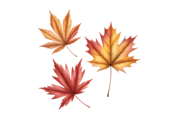 Hand drawn watercolor maple leaves set isolated on transparent PNG background