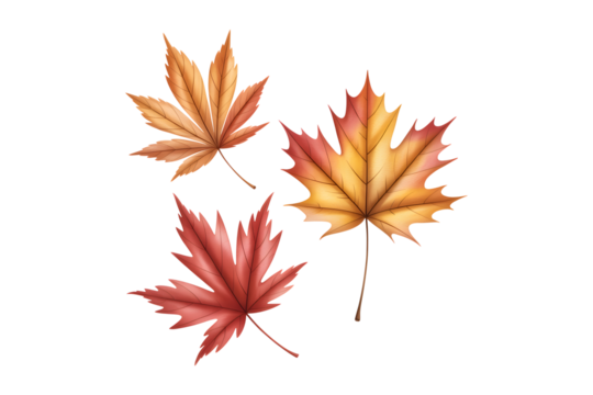 Hand drawn watercolor maple leaves set isolated on transparent PNG background
