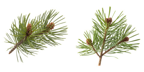 Two Fresh pine needles and small pinecones cluster isolated on transparent background