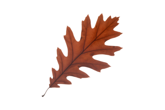 Single preserved dried oak leaf isolated on transparent background