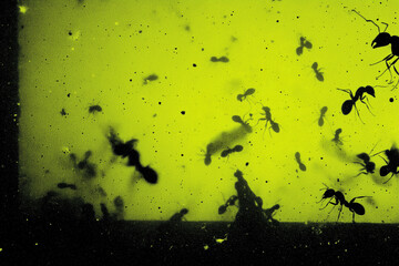 Close-Up Ant Swarm Under Light