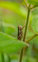 Brown Grasshopper Nymph on Fuzzy Stem Macro