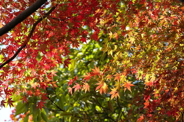 綺麗に色づき始めた秋のもみじ