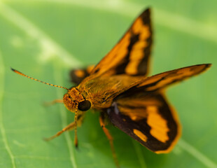 Orange and Black Skipper Butterfly Macro