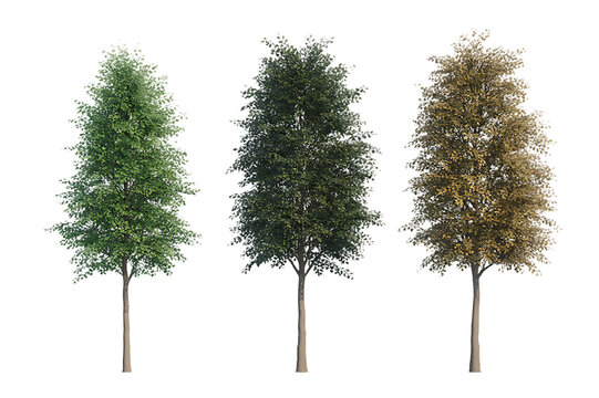 Set of summer and spring Amelanchier canadensis (commonly known as shadblow serviceberry, chuckle-berry, currant-tree) frontal isolated png on a transparent background perfectly cutout