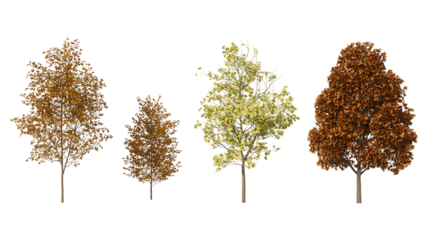Set of 4 autumn Quercus serrata (commonly known as the jolcham oak) trees isolated png on a transparent background perfectly cutout