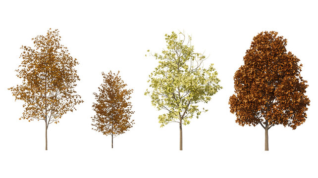 Set of 4 autumn Quercus serrata (commonly known as the jolcham oak) trees isolated png on a transparent background perfectly cutout