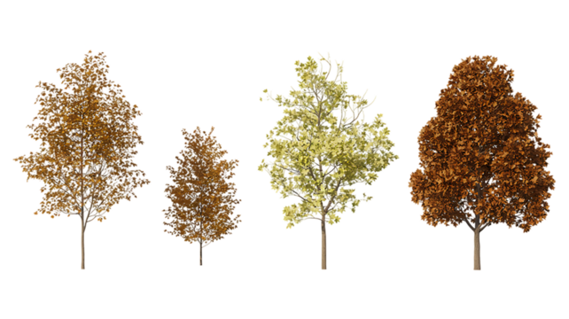Set of 4 autumn Quercus serrata (commonly known as the jolcham oak) trees isolated png on a transparent background perfectly cutout