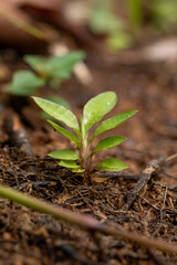 Young Sprout Growing in Soil Macro