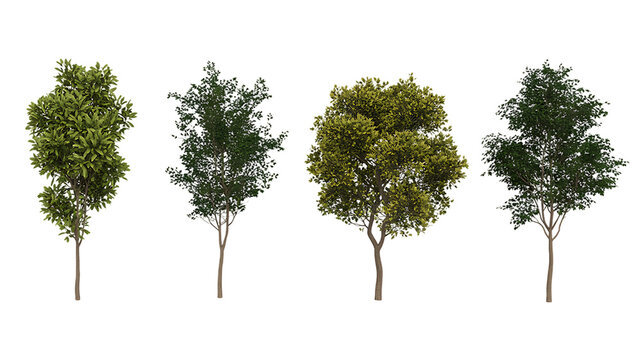 Set of blossoming frontal street spring trees medium and small isolated png on a transparent background perfectly cutout