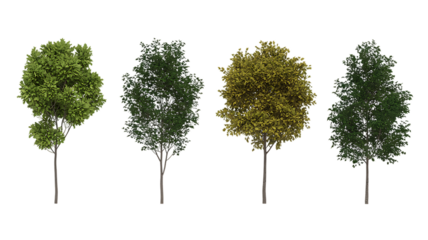 Set of blossoming frontal street spring trees medium and small isolated png on a transparent background perfectly cutout