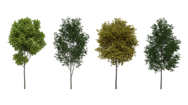 Set of blossoming frontal street spring trees medium and small isolated png on a transparent background perfectly cutout