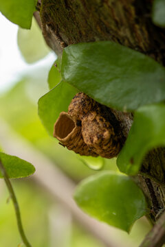 Stingless Bee Nest Entrance Macro