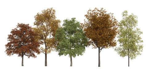Set of autumn Quercus serrata and Liquidambar formosana trees isolated png on a transparent background perfectly cutout