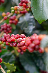 Ripe red coffee cherries on branch of coffee plant