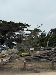 Ghost Trees at Blufftop Trail in Pebble Beach California USA Photo