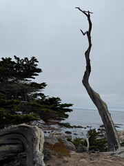 Ghost Trees at Blufftop Trail in Pebble Beach California USA Photo