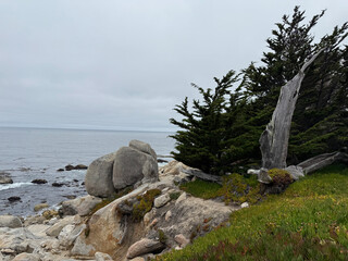 Ghost Trees at Blufftop Trail in Pebble Beach California USA Photo