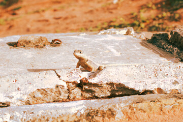 small lizard on a rock