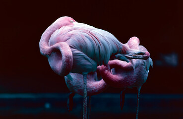 pink flamingo bird