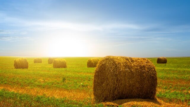 summer wheat field after a harvest time lapse scene