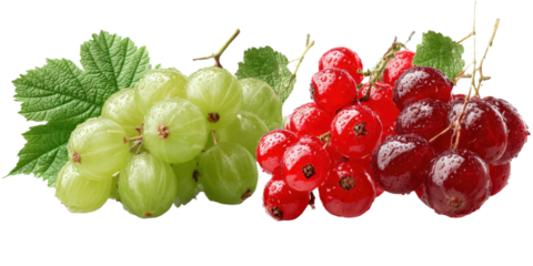 Fresh Green Gooseberries and Red Currants on a Transparent Background