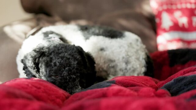 Small black and white cockapoo dog resting on a couch at home