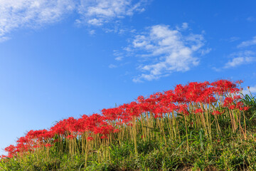 彼岸花咲く里の秋景色　愛知県半田市
