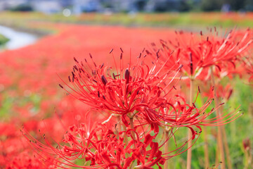 彼岸花咲く里の秋景色　愛知県半田市