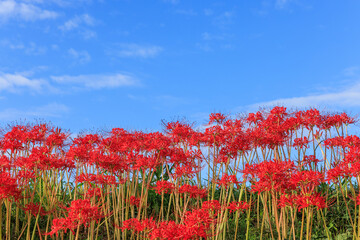 彼岸花咲く里の秋景色　愛知県半田市