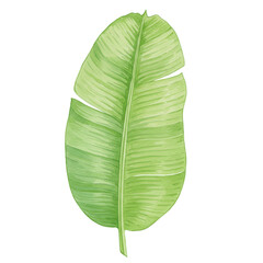 Vibrant watercolor banana leaf detail isolated on white background