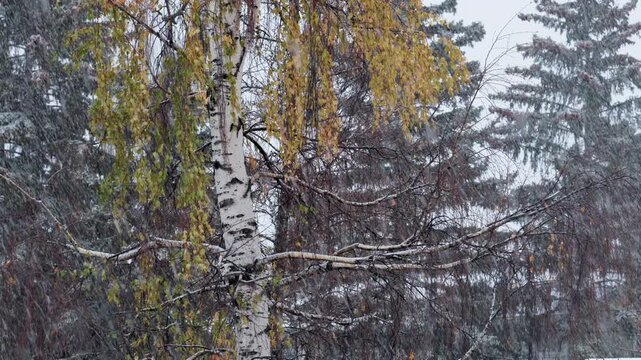 Heavy snow falling on a wintry day