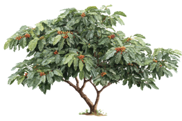 Coffee tree isolated on transparent background full of coffee beans illustration