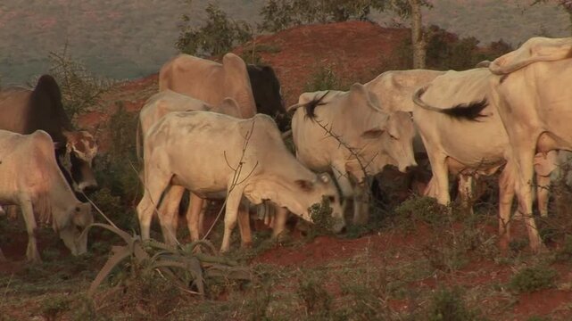 Cattle grazing on red‑soil rangeland with browse shrubs, typical of the Borana Plateau in southern Ethiopia where zebu cattle forage on grasses and acacia browse in semi‑arid savannas.​