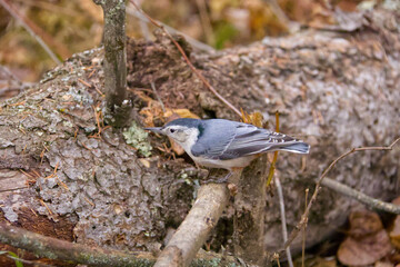White-breasted Nuthatch in the Forest