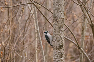 A Male Downy Woodpecker in the Forest