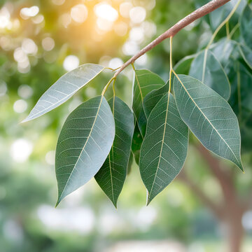  Realistic close-up of green banaba leaves with sunlight filtering through, symbolizing corosolic acid source