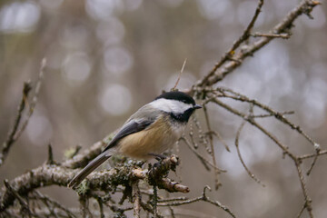 A Black-capped Chickadee in the Forest