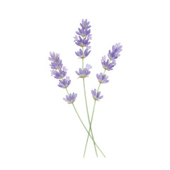 Obraz premium Watercolor lavender sprigs delicate purple blooms on slender green stems isolated on white background