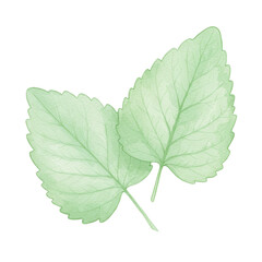 Fototapeta premium Two watercolor green leaves with delicate veins and serrated edges, overlapping slightly isolated on white background