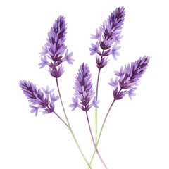 Naklejka premium Watercolor depiction of five lavender sprigs with detailed purple flowers and green stems isolated on white background